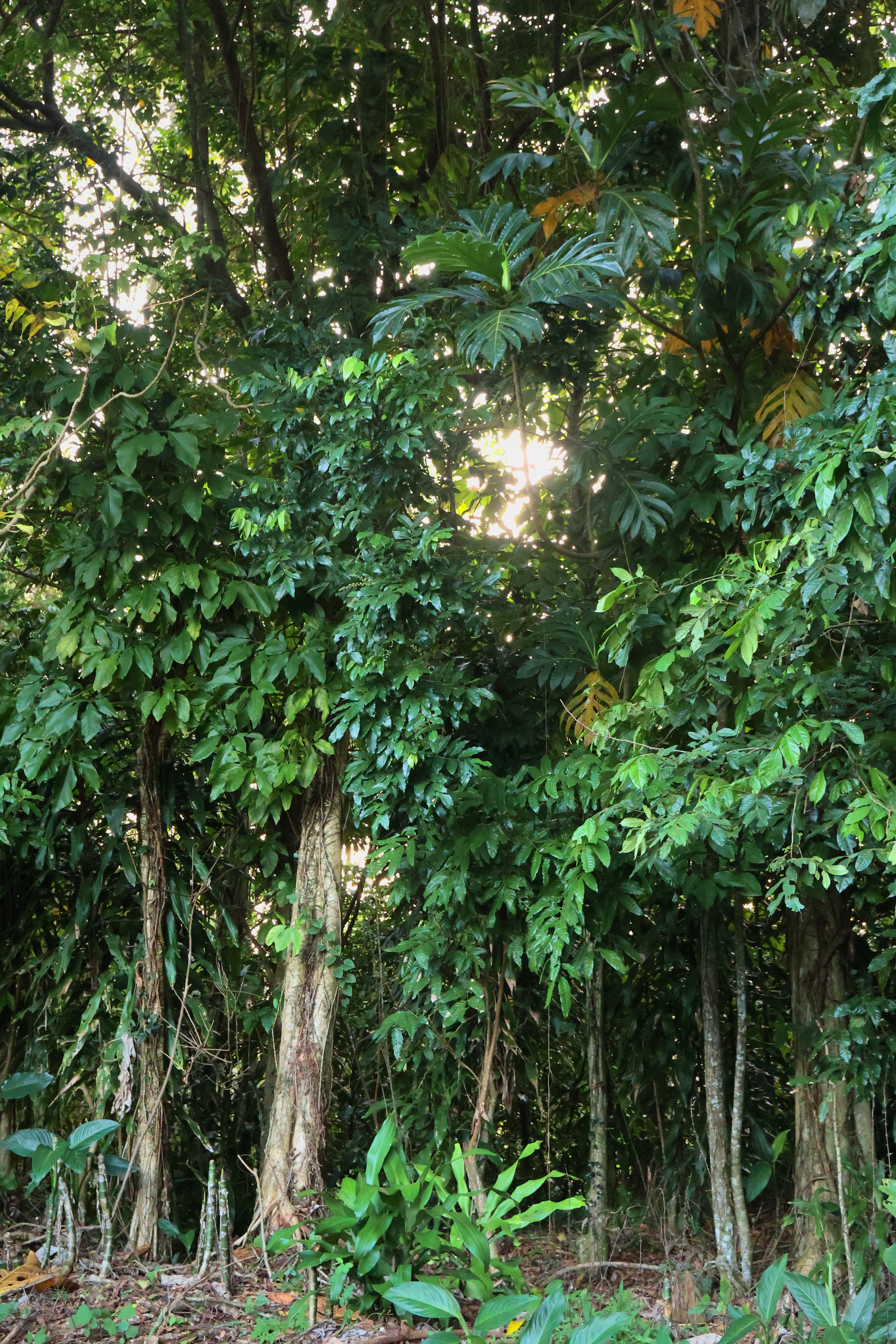 Sunlight filtering through a Puerto Rico rainforest