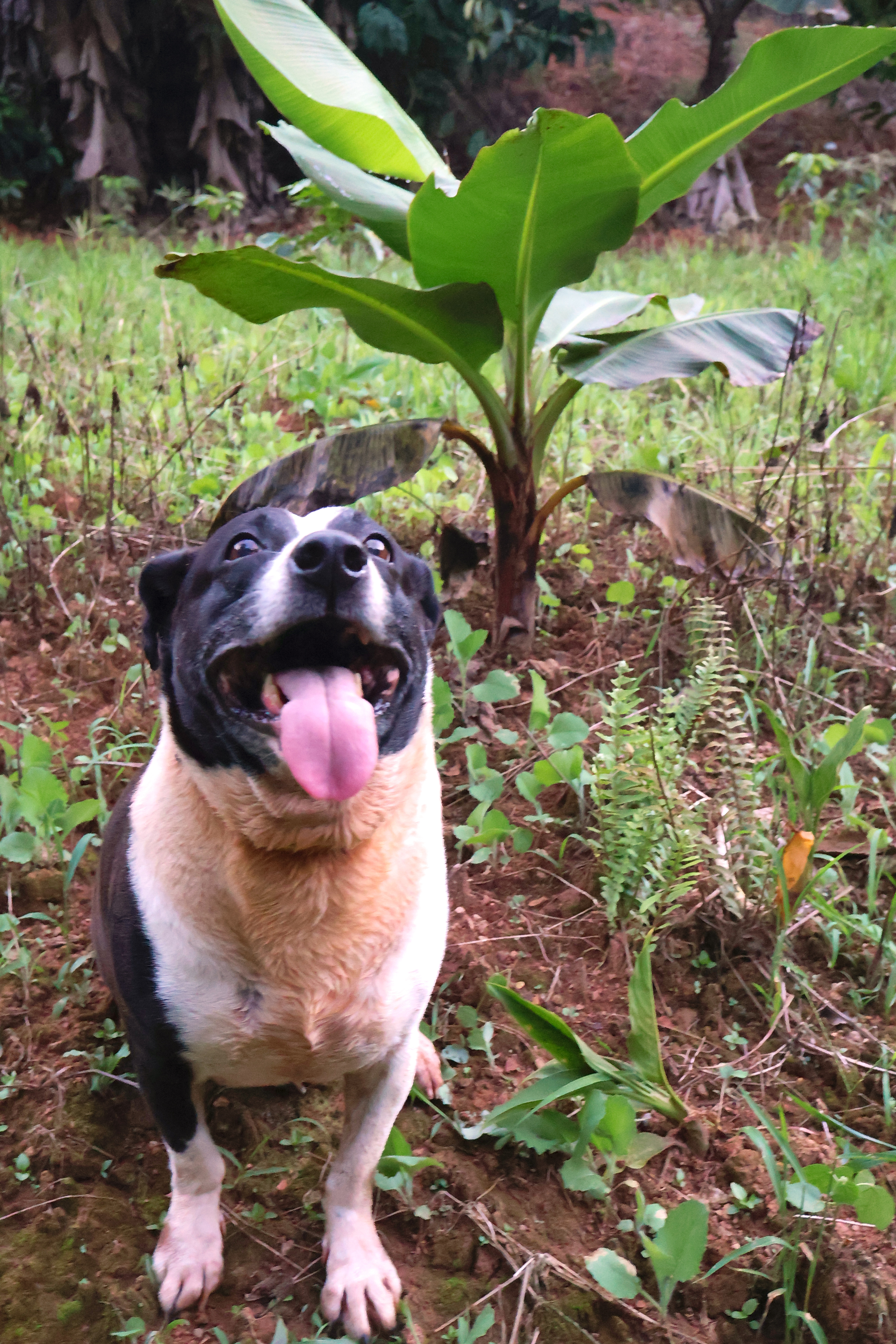 Happy dog in a lush garden